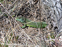 DSCN8851: Smaragdeidechse (Lacerta bilineata)