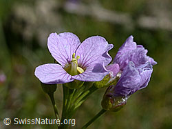 Foto: Wiesen-Schaumkraut (Cardamine pratensis)