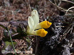 Foto: Buchsblättrige Kreuzblume