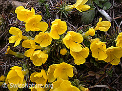 Foto: Goldprimel