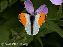 Foto: Aurorafalter (Anthochais cardamines) an Blüte der Gemeinen Nachtviole (Hesperis matronalis)