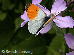 Foto: Aurorafalter (Anthochais cardamines) an Blüte der Gemeinen Nachtviole (Hesperis matronalis)