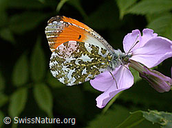 Foto: Aurorafalter (Anthocharis cardamines), Männchen
