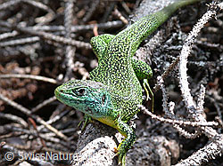 ESCN0235: Smaragdeidechse (Lacerta bilineata) auf Ast