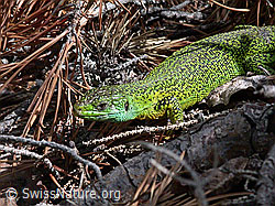 ESCN0251: Smaragdeidechse (Lacerta bilineata)