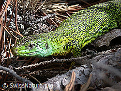 ESCN0258: Smaragdeidechse (Lacerta bilineata)