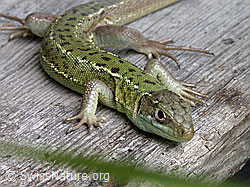 ESCN0359: Smaragdeidechse (Lacerta bilineata), Weibchen