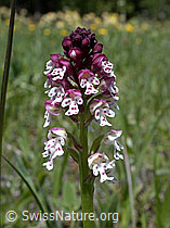Foto: Schwärzliches Knabenkraut, Blüte
