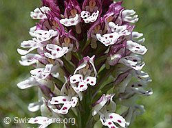 Foto: Blüte des schwärzlichen Knabenkrauts