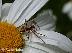 ESCN0572: Spinne auf Margerite