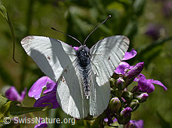 Foto: Kleiner Kohlweissling (Pieris rapae)