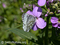 Foto: Aurorafalter (Anthochais cardamines) an Blüte der Gemeinen Nachtviole (Hesperis matronalis)