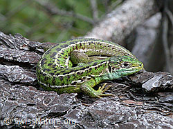 ESCN0952: Smaragdeidechse (Lacerta bilineata) auf Baumstamm