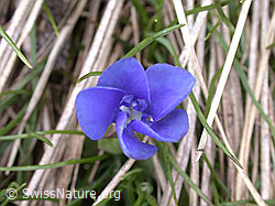 Foto: Frühlings Enzian, Blüte von oben