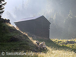 Foto: Schafe vor Alphütte