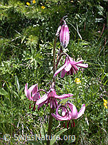 ESCN2312: Türkenbund, Blüten