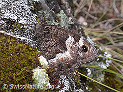 Foto: Walliser Waldportier (Hipparchia genava)