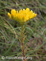 ESCN2461: Felsen-Mauerpfeffer (Sedum rupestre)