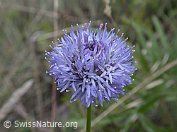 Foto: Berg-Jasione (Jasione montana)