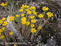 ESCN2518: Felsen-Mauerpfeffer (Sedum rupestre)