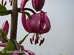 ESCN2964: Türkenbund, Blüte