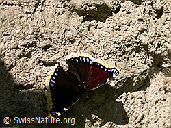 Foto: Trauermantel (Nymphalis antiopa)