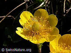 F003587: Gemeine Berg-Nelkenwurz (Geum montanum)