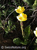 F003592: Gemeine Berg-Nelkenwurz (Geum montanum)