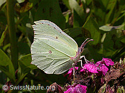Foto: Zitronenfalter (Gonepteryx rhamni)