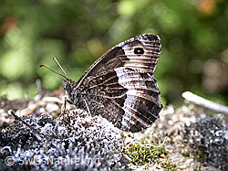 Foto: Walliser Waldportier (Hipparchia genava)