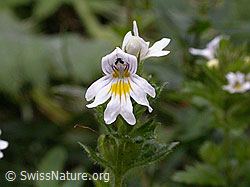 F006998: Gebräuchlicher Augentrost, Blüte