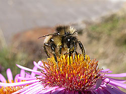 Neuenglische Aster, Blüte