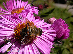 Neuenglische Aster, Blüte