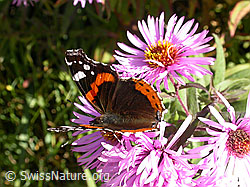 Neuenglische Aster, Blüte