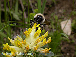 Foto: Berghummel (Bombus mesomelas) an Echtem Wundklee (Anthyllis vulneraria)