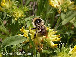 Foto: Berghummel (Bombus mesomelas) an Echtem Wundklee (Anthyllis vulneraria)