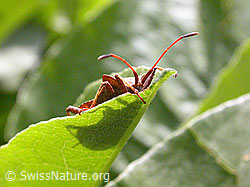 Foto: Grosse Randwanze (Coreus marginatus)