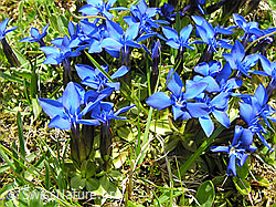 Foto: Gruppe Frühlings-Enzian