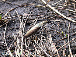 Foto: Metallglänzender Rindenschnellkäfer (Ctenicera pectinicornis)