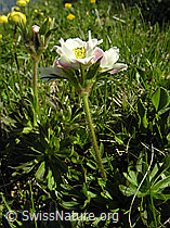 F023356: Narzissenblütige Anemone