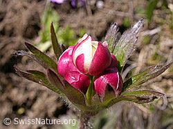 F023477: Narzissenblütige Anemone, Blütenknospe