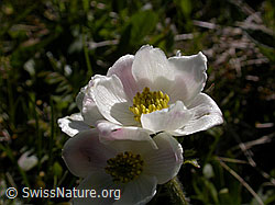F023481: Narzissenblütige Anemone, Blüte
