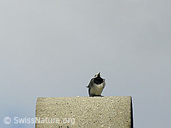 Foto: Bachstelze (Motacilla alba) im Brutkleid
