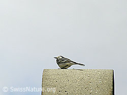 Foto: Bachstelze (Motacilla alba)