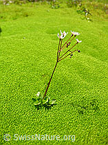 F025654: Moos mit sternblütigem Steinbrech (Saxifraga stellaris)
