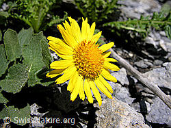F026444: Grossköpfige Gemswurz, Blüte
