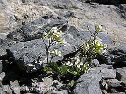 F026557: Gletscher-Felsenblümchen zwischen Steinen