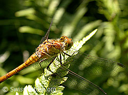 Foto: Grosse Heidelibelle (Sympetrum striolatum)