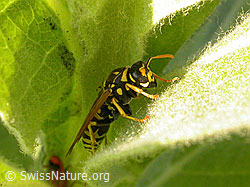 Foto: Französische Feldwespe (Polistes dominula)