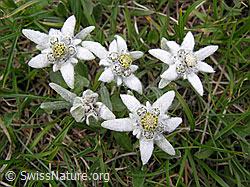 Foto: Mehrere Edelweiss